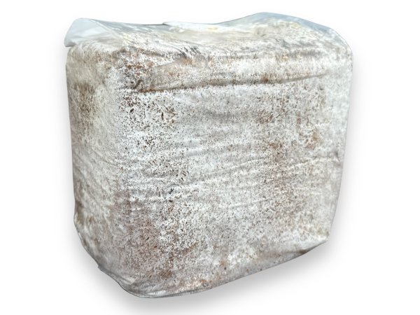 画像1: 【KBファーム直送】KBカワラ3500カワラ菌糸ブロック（メーカー直送のため同梱不可）全国一律送料無料 (1)