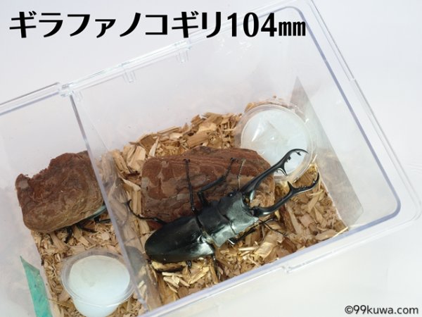 画像5: トリオロックケース 10個（単品配送のため同梱不可） (5)