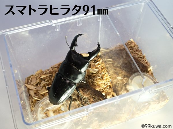 画像6: トリオロックケース 10個（単品配送のため同梱不可） (6)