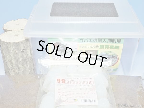 画像1: オオクワガタ産卵採卵セット（単品配送のため同梱不可） (1)