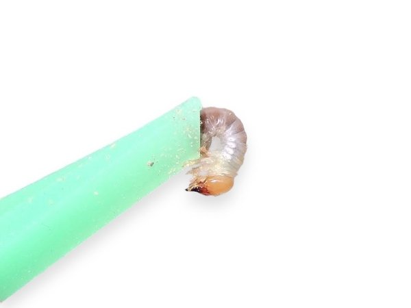 画像2: やわらかピンセット（クワガタ、カブトムシの卵や幼虫に） (2)