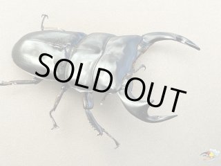 オオクワガタ、カブトムシ、飼育用品販売の専門店【九十九里クワガタ