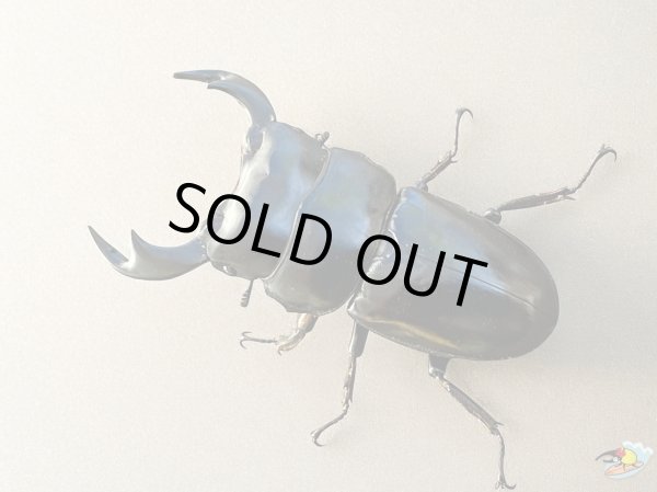 画像3: アンタエウスオオクワガタ♂78mmペア（タワン）（同梱不可） (3)