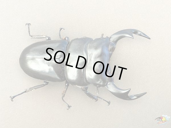 画像4: アンタエウスオオクワガタ♂78mmペア（タワン）（同梱不可） (4)