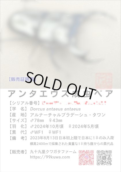 画像5: アンタエウスオオクワガタ♂78mmペア（タワン）（同梱不可） (5)