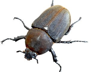オオクワガタ、カブトムシ、飼育用品販売の専門店【九十九里