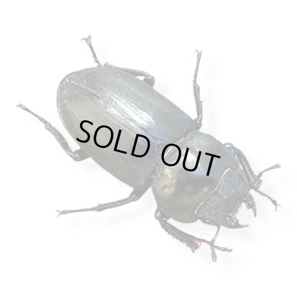 画像2: ダビディスコクワペア (2)