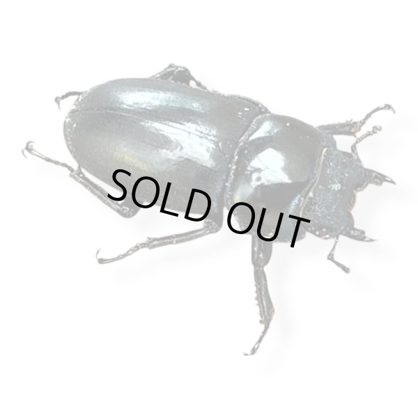 画像3: ウーコクワペア (3)