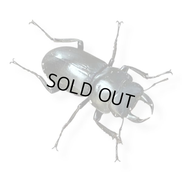 画像2: ウーコクワペア (2)