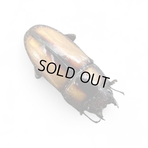 画像2: スツラリスノコギリクワガタペア (2)