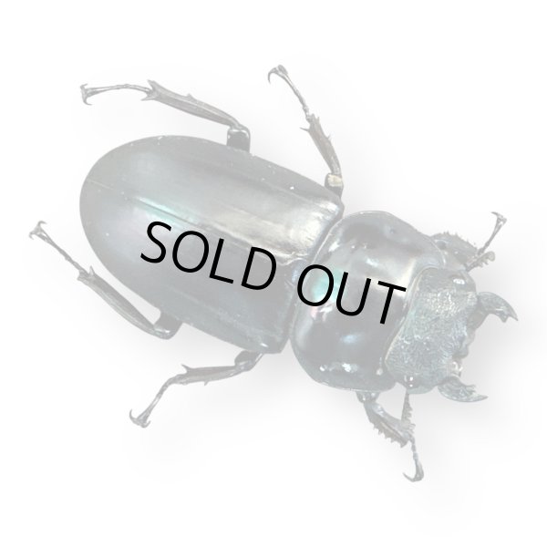 画像3: アンタエウスオオクワガタ♂82mmペア（LS）（同梱不可） (3)