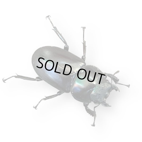 画像2: アンタエウスオオクワガタ♂81mmペア（LS）（同梱不可） (2)