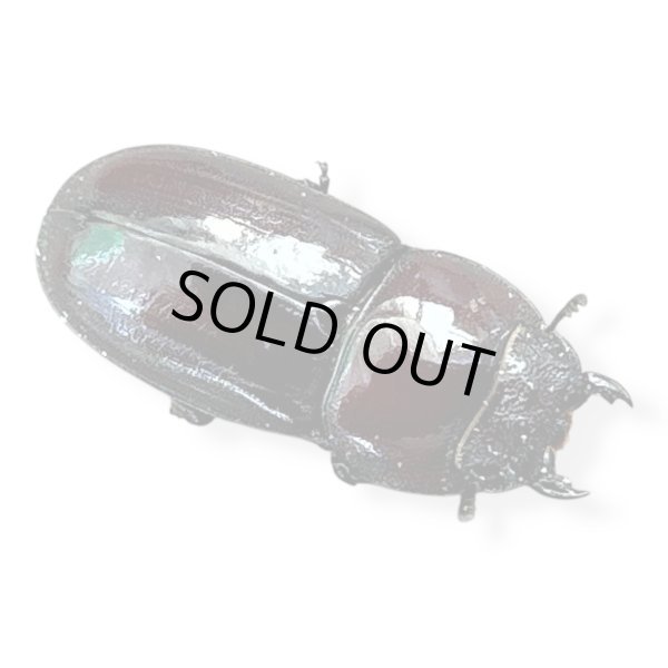 画像2: ダイトウヒラタペア（北大東島） (2)