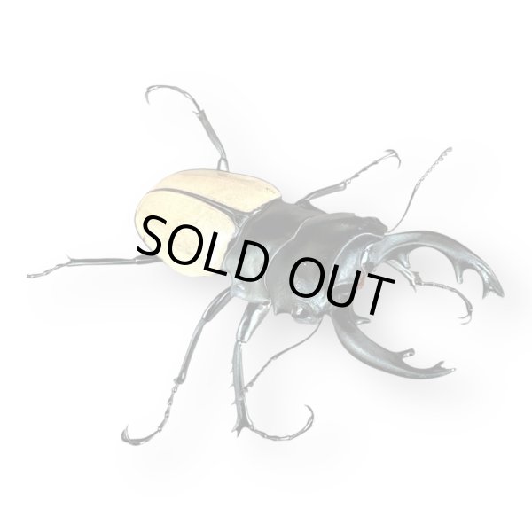 画像1: モウホツヤクワガタ幼虫4頭 (1)