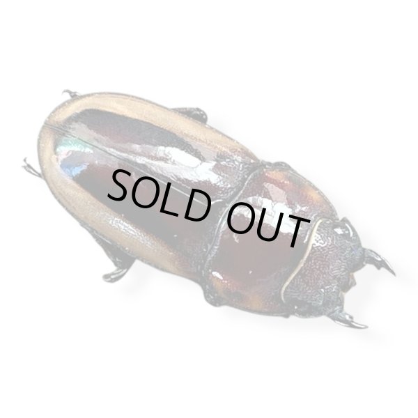 画像2: ラテラリスノコギリペア (2)