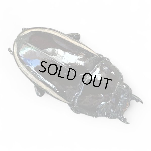 画像3: ウォレスノコギリペア (3)