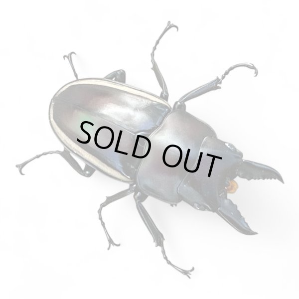 画像2: ウォレスノコギリペア (2)