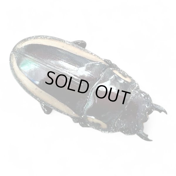 画像2: ビソンノコギリクワガタペア (2)