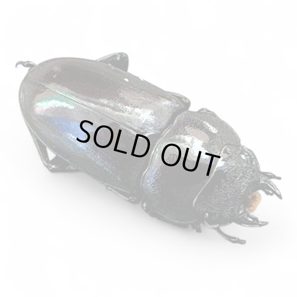 画像2: フォルケプスノコギリクワガタペア (2)