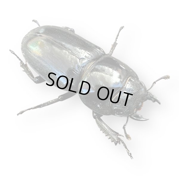 画像2: ヒラタクワガタペア（千葉県・長生郡・長生村） (2)