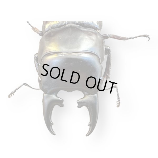 画像3: ヒペリオンssp.ペア (3)