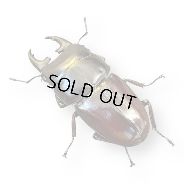 画像2: ヒペリオンssp.ペア (2)