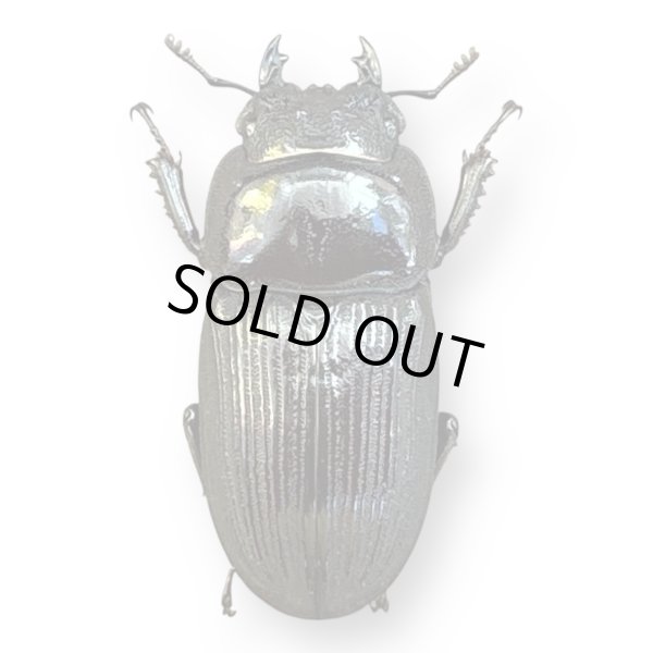 画像4: ヒペリオンssp.ペア (4)