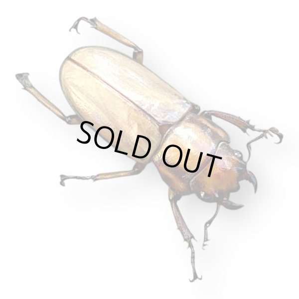 画像2: ルニフェルホソアカクワガタペア (2)