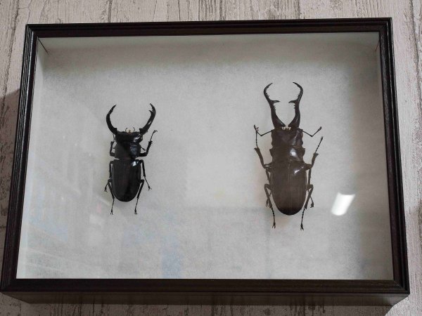 画像2: シーラ箱 （標準） 昆虫 標本用品 標本箱 (2)