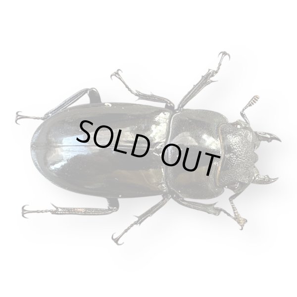 画像4: マンディブラリスフタマタクワガタペア（ボルネオ） (4)