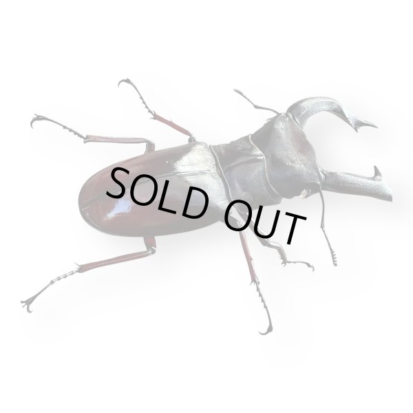 画像2: マンディブラリスフタマタクワガタペア（ボルネオ） (2)