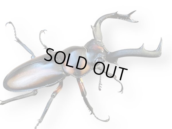 画像2: スペキオススシカクワガタペア (2)