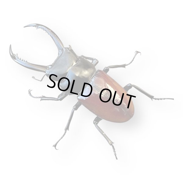 画像2: アローコクワ（リエン）ペア (2)