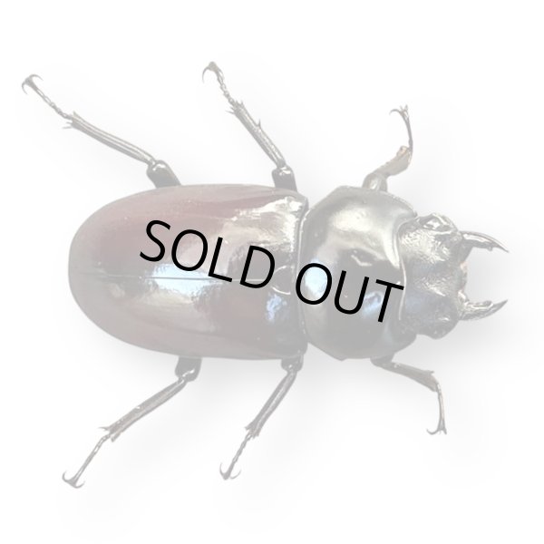 画像3: アローコクワ（リエン）ペア (3)