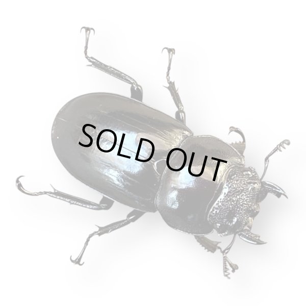 画像3: スペキオススシカクワガタペア (3)