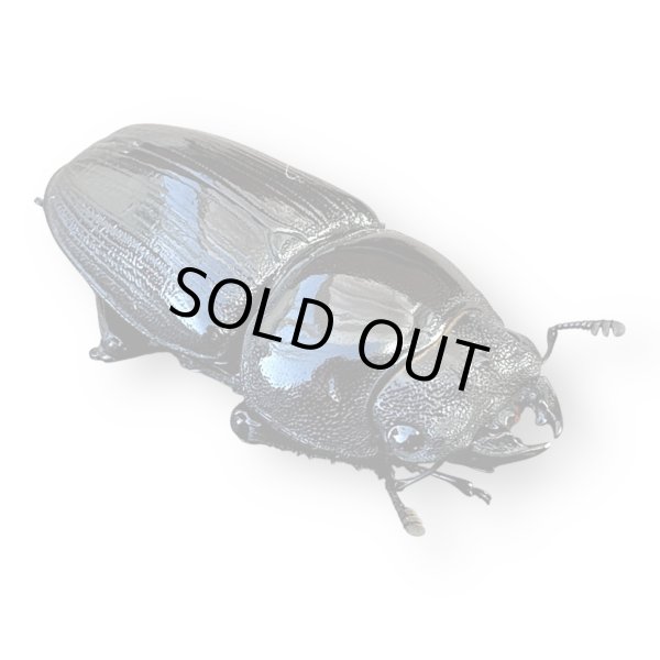 画像2: ホペイオオクワガタペア（安徽省） (2)