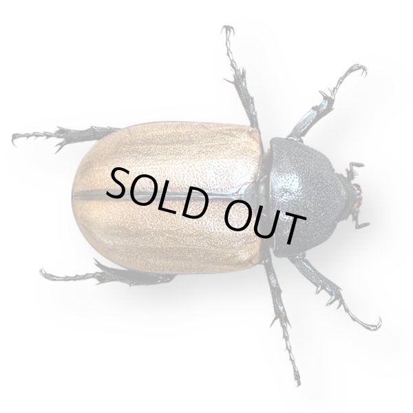 画像3: ゴホンツノカブト成虫ペア （ゴホンヅノカブト） (3)