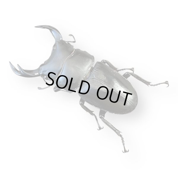 画像2: ホペイオオクワガタペア（四川省） (2)