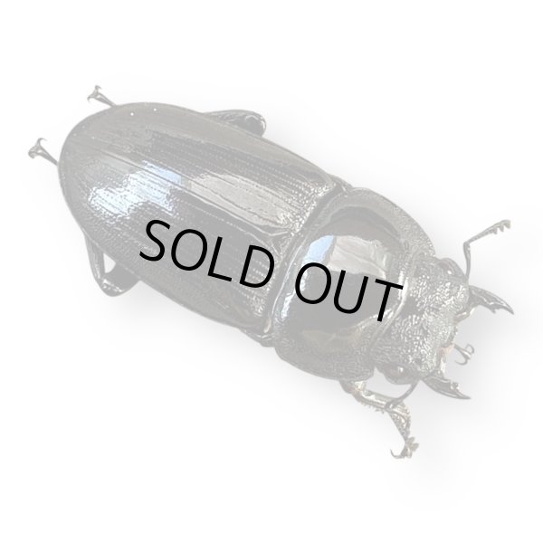 画像3: ホペイオオクワガタペア（四川省） (3)