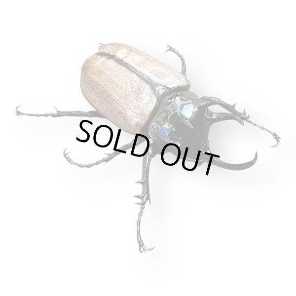 画像2: ゴホンツノカブト成虫ペア （ゴホンヅノカブト） (2)