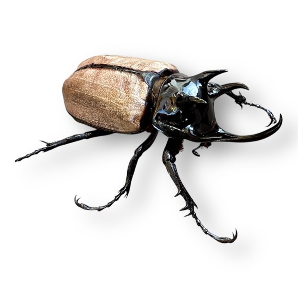 画像1: ゴホンツノカブト成虫ペア （ゴホンヅノカブト） (1)