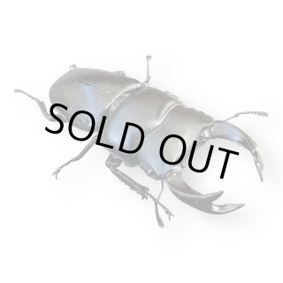 外国産オオクワガタ販売 九十九里クワガタファーム