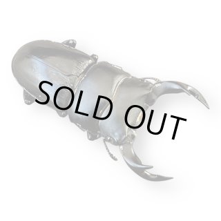 外国産オオクワガタ販売 九十九里クワガタファーム