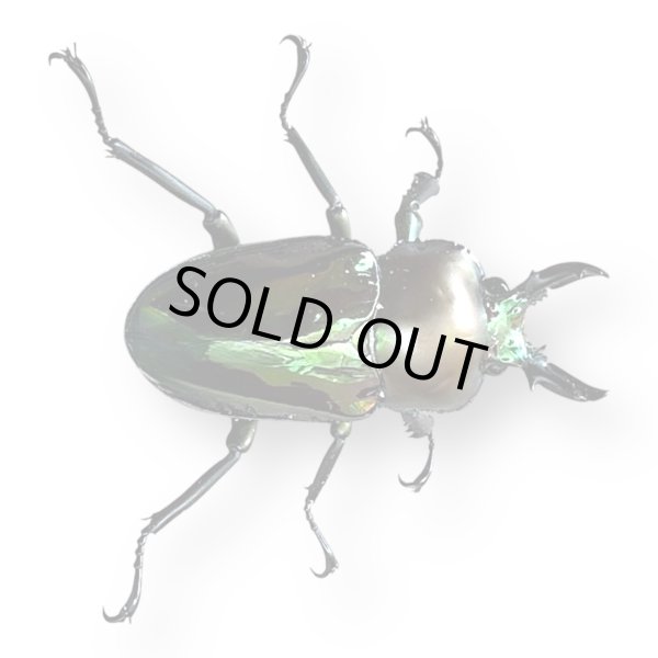 画像2: ニジイロクワガタフリーサイズペア (2)