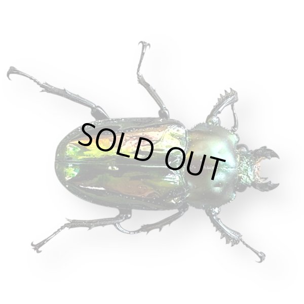 画像3: ニジイロクワガタフリーサイズペア (3)