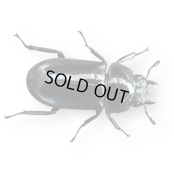 画像2: ルフォノタトゥスコクワ (2)