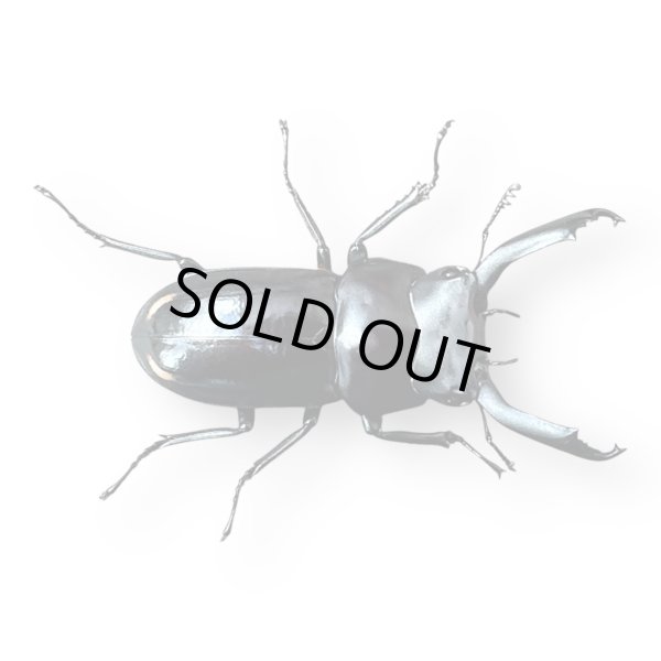 画像3: ルフォノタトゥスコクワ (3)