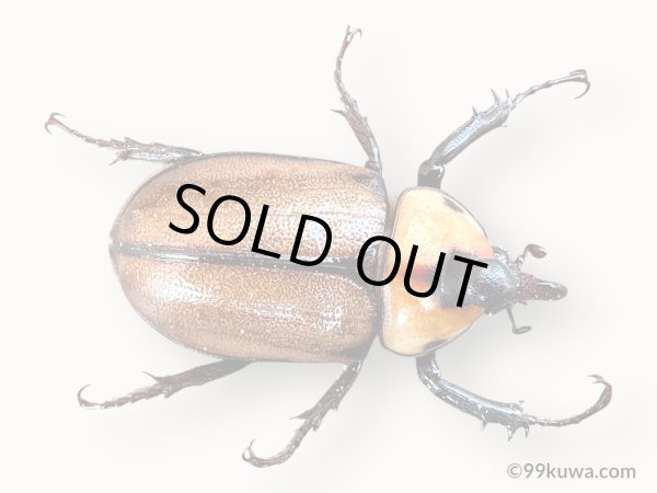 画像3: ゴロファグロブリコルニス45mmペア  (3)