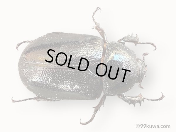 画像5: ゴロファグロブリコルニス45mmペア  (5)