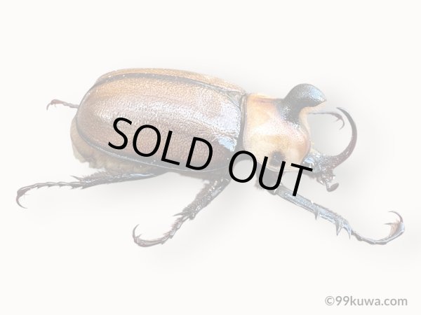 画像2: ゴロファグロブリコルニス45mmペア  (2)